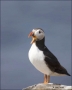 Puffin;Atlantic-Puffin;Fratercula-arctica;one-animal;close-up;color-image;nobody