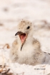 Black-Skimmer;One;Rynchops-niger;Skimmer;avifauna;bird;birds;chick;chicks;color-