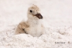 Black-Skimmer;One;Rynchops-niger;Skimmer;avifauna;bird;birds;chick;chicks;color-