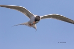 Animals-in-the-Wild;Flying-Bird;Forsters-Tern;Forsters-Tern;Photography;Royal-Te