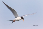 Fliying-Bird;Flying-Bird;Forsters-Tern;Forsters-Tern;Photography;Sterna-fosteri;