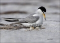 Least-Tern;Tern;Nest;Sterna-antillarum;Eggs;one-animal;close-up;color-image;nobo
