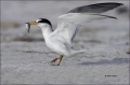 Least-Tern;Tern;Prey;Sterna-antillarum;one-animal;close-up;color-image;nobody;ph