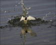 Least-Tern;Tern;Flight;Sterna-antillarum;Prey;flying-bird;one-animal;close-up;co