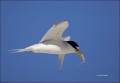 Least-Tern;Tern;Flight;Florida;Southeast-USA;Sterna-antillarum;flying-bird;one-a