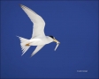 Least-Tern;Tern;Flight;Florida;Southeast-USA;Sterna-antillarum;flying-bird;one-a