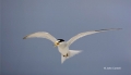 Tern;Florida;Southeast-USA;Flight;Least-Tern;Sterna-antillarum;Flying-bird;One-a