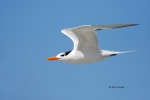 Animals-in-the-Wild;Flying-Bird;Photography;Royal-Tern;Sterna-maxima;Tern;action
