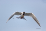 Flying-Bird;Forsters-Tern;Forsters-Tern;Photography;Sterna-fosteri;Tern;action;a