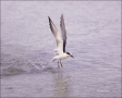 Forsters-Tern;Tern;Flight;Prey;Sterna-forsteri;feeding-behavior;one-animal;close