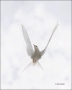 Arctic-Tern;Tern;Flight;Sterna-paradisaea;flying-bird;one-animal;close-up;color-