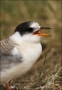 Arctic-Tern;Tern;Juvenile;Sterna-paradisaea;one-animal;close-up;color-image;nobo