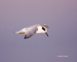 Tern;Flight;Sterna-forsteri;Forsters-Tern;Flying-bird;One-animal;Close-up;Color-