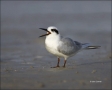 Forsters-Tern;Tern;Sterna-forsteri;feeding-behavior;one-animal;close-up;color-im
