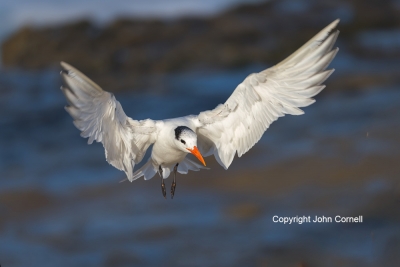Flying-Bird;Photography;Royal-Tern;Sterna-maxima;Tern;action;active;aloft;behavi