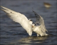 Royal-Tern;Tern;Florida;Southeast-USA;one-animal;close-up;color-image;nobody;pho