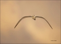 Royal-Tern;Tern;Flight;Sterna-maxima;flying-bird;one-animal;close-up;color-image