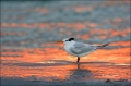 Royal-Tern;Tern;Sterna-maxima;Sunset;One;avifauna;bird;birds;feather;feathered;f