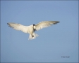 Sandwich-Tern;Tern;Flight;Sterna-sandvicensis;Prey;flying-bird;one-animal;close-