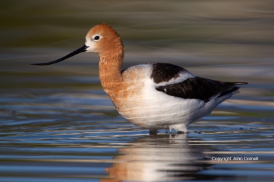 American-Avocet;Avocet;Recurvirostra-americana;American-Avocet;avifauna;Avocet;b