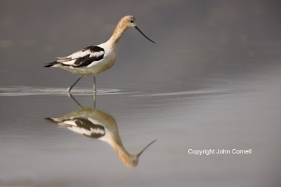 American-Avocet;Avocet;One;Recurvirostra-americana;Reflection;avifauna;bird;bird