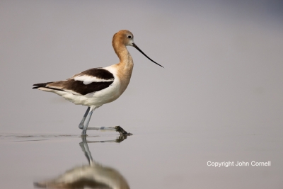 American-Avocet;Avocet;One;Recurvirostra-americana;Reflection;avifauna;bird;bird