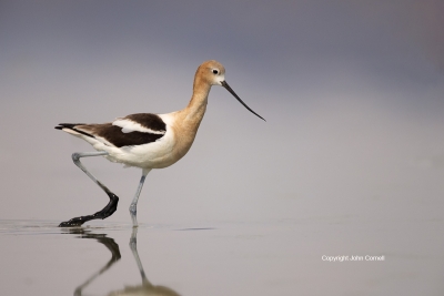 American-Avocet;Avocet;One;Recurvirostra-americana;Shorebird;avifauna;bird;birds