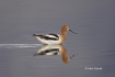 American-Avocet;Animals-in-the-Wild;Avocet;Breeding-Plumage;Mud-Flat;Photography