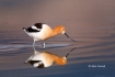 American-Avocet;Animals-in-the-Wild;Avocet;Breeding-Plumage;Mud-Flat;One;Photogr