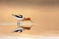 American-Avocet;Avocet;Recurvirostra-americana;Breeding-Plumage;Reflection;Shore
