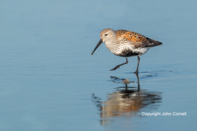 Calidris-alpina;Dunlin;One;Shorebird;Surf;avifauna;beach;bird;birds;color-image;