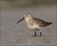 Dunlin;Florida;Shorebird;shorebirds;one-animal;close-up;color-image;nobody;photo