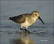 Florida;Dunlin;Southeast-USA;Calidris-alpina;shorebirds;one-animal;close-up;colo