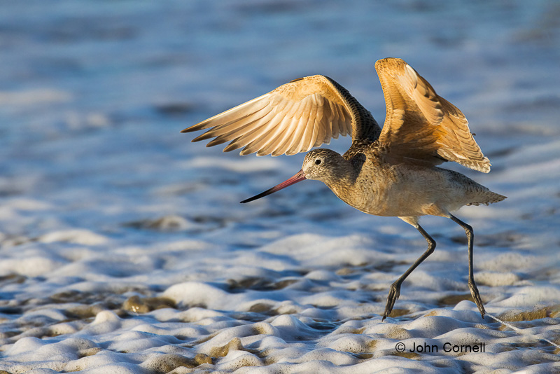 Flying Bird;Forage;Godwit;Limosa fedoa;Marbled Godwit;Photography;Shorebird;Surf;action;active;aloft;beach;behavior;birds;color image;flight;fly;flying;foraging;in flight;motion;movement;one animal;soar;soaring;water;wing;winged;wings