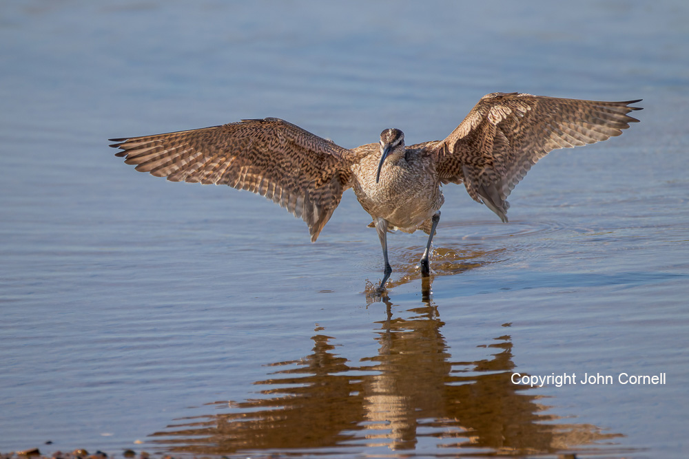 Flying Bird;Numenius phaeopus;Photography;Shorebird;Whimbrel;action;active;aloft;behavior;birds;color image;flight;fly;flying;in flight;motion;movement;one animal;soar;soaring;wing;winged;wings