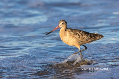 Forage;Godwit;Limosa-fedoa;Marbled-Godwit;One;Shorebird;avifauna;beach;bird;bird
