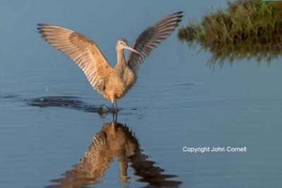 Flying-Bird;Godwit;Limosa-fedoa;Marbled-Godwit;Photography;action;active;aloft;b