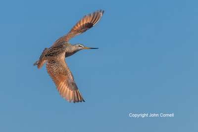 Flying-Bird;Godwit;Limosa-fedoa;Marbled-Godwit;Photography;action;active;aloft;b
