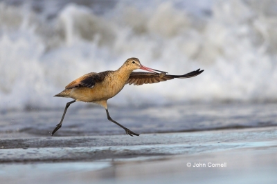 Flying-Bird;Forage;Godwit;Limosa-fedoa;Marbled-Godwit;Photography;Shorebird;Surf