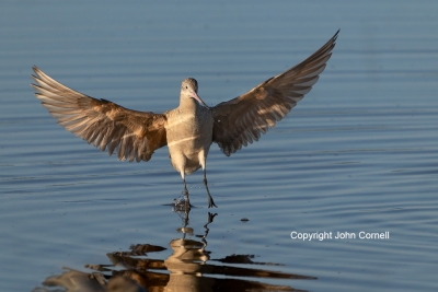 Flying-Bird;Godwit;Limosa-fedoa;Marbled-Godwit;Photography;action;active;aloft;b