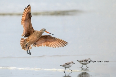 Flying-Bird;Godwit;Limosa-fedoa;Marbled-Godwit;Photography;action;active;aloft;b