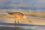 Forage;Godwit;Limosa-fedoa;Marbled-Godwit;Mud-Flat;Shorebird;beach;color-image;f