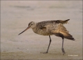 Florida;Marbled-Godwit;Godwit;Southeast-USA;Limosa-fedoa;shorebirds;one-animal;c