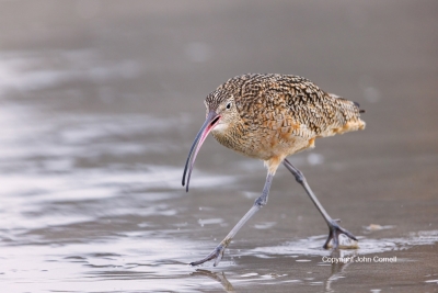 Curlew;Forage;Long-billed-Curlew;Numenius-americanus;One;Shorebird;avifauna;beac