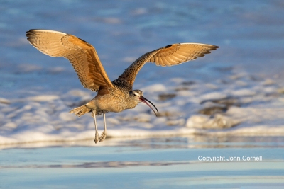 Curlew;Flying-Bird;Forage;Long-billed-Curlew;Numenius-americanus;One;Photography