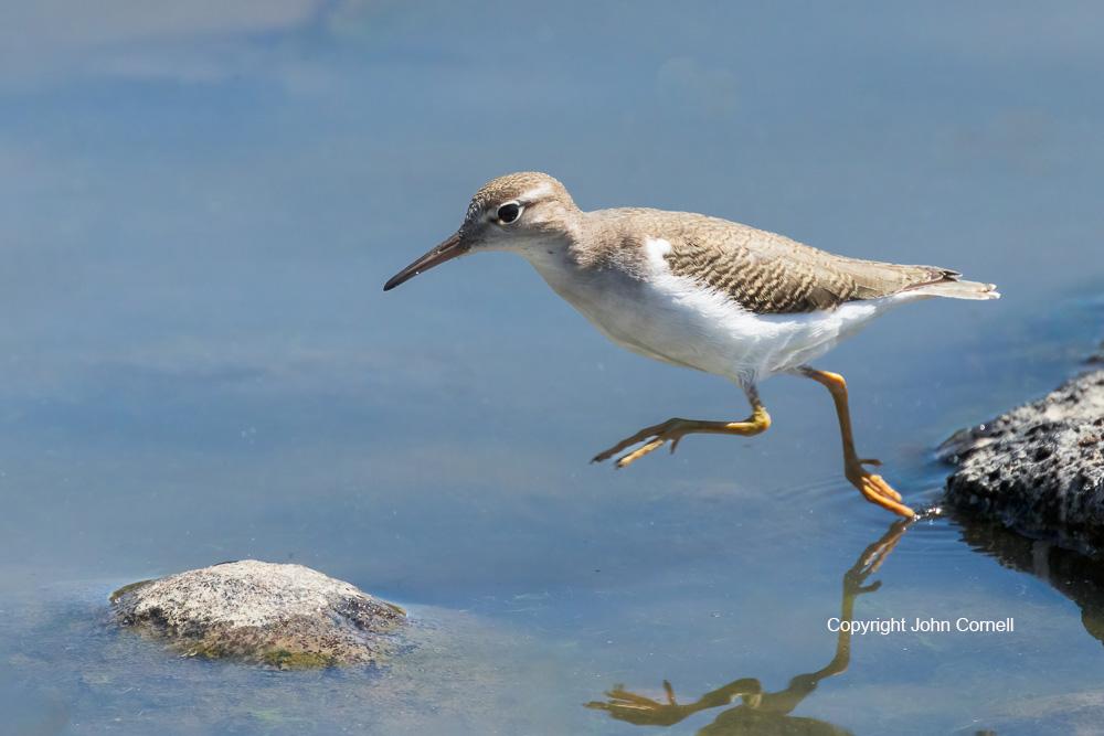 Actitis macularia;Sandpiper;Spotted Sandpiper;foraging, Actitis macularia;Sandpiper;Spotted Sandpiper;foraging ;One;Shorebird;Surfbird;avifauna;beach;bird;birds;color image;color photograph;feather;feathered;feathers;foraging;natural;nature;outdoor;outdoors;water;wild;wilderness;wildlife
