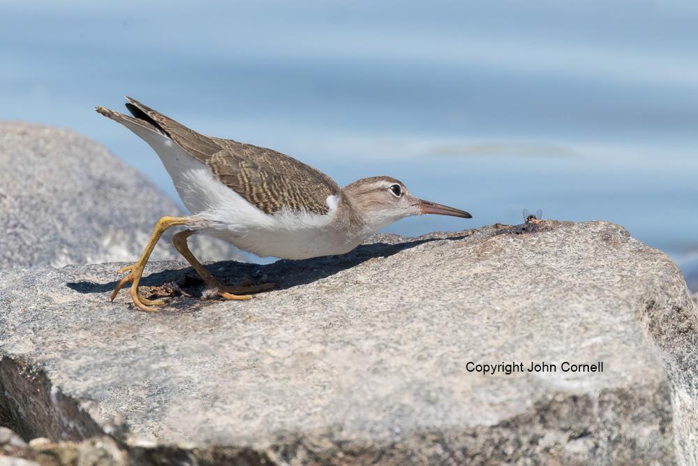 Actitis macularia;Sandpiper;Spotted Sandpiper;foraging, Actitis macularia;Sandpiper;Spotted Sandpiper;foraging ;One;Shorebird;Surfbird;avifauna;beach;bird;birds;color image;color photograph;feather;feathered;feathers;foraging;natural;nature;outdoor;outdoors;water;wild;wilderness;wildlife