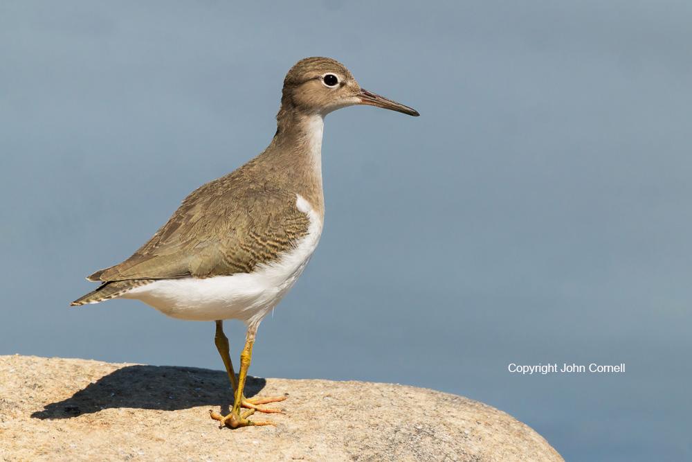 Actitis macularia;Sandpiper;Spotted Sandpiper, Actitis macularia;Sandpiper;Spotted Sandpiper;foraging ;One;Shorebird;Surfbird;avifauna;beach;bird;birds;color image;color photograph;feather;feathered;feathers;foraging;natural;nature;outdoor;outdoors;water;wild;wilderness;wildlife