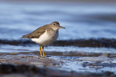 Forage;One;Sandpiper;Shoreline;Solitary-Sandpiper;Tringa-solitaria;avifauna;beac