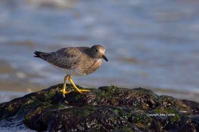 Calidris-virgata;Forage;One;Shoreline;Surfbird;avifauna;beach;bird;birds;color-i